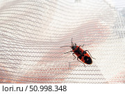 Pyrrhocoris apterus , firebug on white fabric, copy space. Стоковое фото, фотограф Зарифа Арсланова / Фотобанк Лори