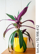 Tradescantia spathacea in yellow pot. Flower lily boat or Moses in the cradle in bloom. Стоковое фото, фотограф Зарифа Арсланова / Фотобанк Лори