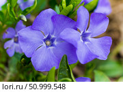Vinca minor, common names lesser periwinkle or dwarf periwinkle in Botanical Garden. Стоковое фото, фотограф Екатерина Красникова / Фотобанк Лори