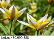 Yellow and White Tulip Tarda blossoming in garden on natural background. Стоковое фото, фотограф Екатерина Красникова / Фотобанк Лори