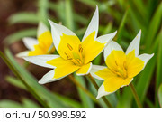 Yellow and White Tulip Tarda blossoming in garden on natural background. Стоковое фото, фотограф Екатерина Красникова / Фотобанк Лори
