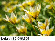 Flower bed in the park with lots of yellow and white flowers tulips tarda in spring. Стоковое фото, фотограф Екатерина Красникова / Фотобанк Лори
