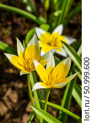 Yellow and White Tulip Tarda blossoming in garden on natural background. Стоковое фото, фотограф Екатерина Красникова / Фотобанк Лори