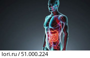 Medical illustration showing glowing human lungs and intestines inside a transparent male body, highlighting the respiratory and digestive systems against a dark background. Стоковое AI-видео, аниматор Данил Руденко / Фотобанк Лори