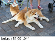 Two Akita Inu dogs are lying on footpath in park on leashes at feet of owner with baby stroller. Стоковое фото, фотограф Данила Большаков / Фотобанк Лори