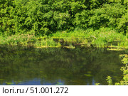 Река Красивая Меча с зелёными заросшими травой берегами, осока и водные растения, тени и отражения на воде. Тульская область, Россия. Стоковое фото, фотограф Андрей Цыганков / Фотобанк Лори