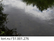 Мотыльки кружат над тёмной водой перед дождём, круги на тёмной воде. Стоковое фото, фотограф Андрей Цыганков / Фотобанк Лори