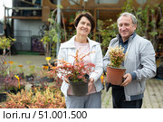 elderly man and woman buy young barberry plants in a plant store. Стоковое фото, фотограф Татьяна Яцевич / Фотобанк Лори