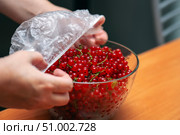 Female hands covering glass bowl of red currants with elastic-sealed plastic bag for fresh berry preservation at home. Стоковое фото, фотограф Татьяна Степанищева / Фотобанк Лори