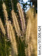 The picture shows fluffy ears of feathery cereals, illuminated by the warm setting sun. Soft bokeh in the background emphasizes the delicate structure of the plants. The stage is filled with an atmosphere of calm and comfort. This photo perfectly captures the mood of the golden hour warm, soft, inspiring. Стоковое фото, фотограф Анастасия Мерчик / Фотобанк Лори