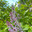 Цветущая ветка сирени (Syringa) Стоковое фото, фотограф Мария Кылосова / Фотобанк Лори
