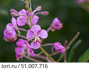 Кипрей, Иван-чай (Epilobium angustifolium) крупным планом. Стоковое фото, фотограф Виктория Панченко / Фотобанк Лори