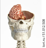 Human skull transversal cross section with brain. Стоковое фото, фотограф Leonello Calvetti/Stocktrek Images / ТАСС / Фотобанк Лори