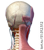 Posterior view of head with skull, blood vessels and muscles, white background. Стоковое фото, фотограф Leonello Calvetti/Stocktrek Images / ТАСС / Фотобанк Лори