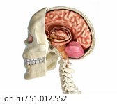 Human skull mid sagittal cross-section with brain. Стоковое фото, фотограф Leonello Calvetti/Stocktrek Images / ТАСС / Фотобанк Лори