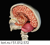 Human skull mid sagittal cross-section with brain. Стоковое фото, фотограф Leonello Calvetti/Stocktrek Images / ТАСС / Фотобанк Лори