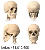 Anatomy of human skull from different angles. Стоковое фото, фотограф Leonello Calvetti/Stocktrek Images / ТАСС / Фотобанк Лори
