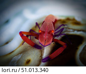 Commensal shrimp, Fiji. Стоковое фото, фотограф Todd Winner/Stocktrek Images / ТАСС / Фотобанк Лори