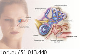 Structures of the inner ear. Стоковое фото, фотограф Elise Walmsley-MacWha/Stocktrek Images / ТАСС / Фотобанк Лори