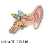 Anatomy of human ear. Стоковое фото, фотограф Elise Walmsley-MacWha/Stocktrek Images / ТАСС / Фотобанк Лори