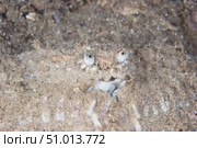 Box Crab burrows in the sand, Papua New Guinea. Стоковое фото, фотограф Terry Moore/Stocktrek Images / ТАСС / Фотобанк Лори