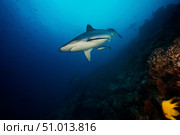 A large silvertip shark on a deep reef in Fiji. Стоковое фото, фотограф Terry Moore/Stocktrek Images / ТАСС / Фотобанк Лори