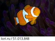 False Ocellaris Clownfish in its host anemone, Papua New Guinea. Стоковое фото, фотограф Terry Moore/Stocktrek Images / ТАСС / Фотобанк Лори