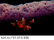 Cryptic Teardrop Crab on purple sponge. Стоковое фото, фотограф Terry Moore/Stocktrek Images / ТАСС / Фотобанк Лори