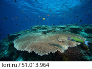 Large plate coral or Acropora pulchra, Fiji. Стоковое фото, фотограф Terry Moore/Stocktrek Images / ТАСС / Фотобанк Лори