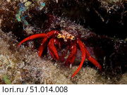 Red Hermit Crab scavanges for food at night. Стоковое фото, фотограф Terry Moore/Stocktrek Images / ТАСС / Фотобанк Лори