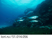 School of Tarpon, Bonaire, Caribbean Netherlands. Стоковое фото, фотограф Terry Moore/Stocktrek Images / ТАСС / Фотобанк Лори
