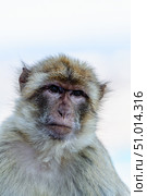 Barbary macaque (Macaca sylvanus), also known as the tailless macaque. Стоковое фото, фотограф Татьяна  Бральнина / Фотобанк Лори