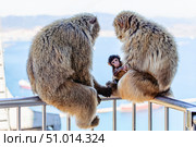Two monkeys and their baby sit on a railing by the sea in the midday sun (2015 год). Стоковое фото, фотограф Татьяна  Бральнина / Фотобанк Лори