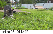A cheerful grey and white cat pounces on a patch of green grass, jumping with excitement and catching a mouse in a funny, swift move. Стоковое видео, видеограф Ирина Старикова / Фотобанк Лори