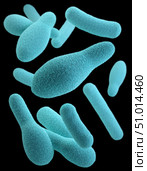 3D illustration of a group of anaerobic, spore-forming, Clostridium sp. organisms. Стоковое фото, фотограф Stocktrek Images, Inc. / ТАСС / Фотобанк Лори