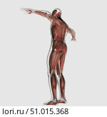 Anatomy of male muscular system, posterior view. Стоковое фото, фотограф Stocktrek Images, Inc. / ТАСС / Фотобанк Лори