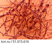 Microscopic view of Anthrax. Стоковое фото, фотограф Stocktrek Images, Inc. / ТАСС / Фотобанк Лори
