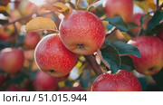 Enjoy the beauty of ripe red apples growing on trees in an orchard as the sun shines brightly on a lovely autumn afternoon. Стоковое AI-видео, аниматор Данила Большаков / Фотобанк Лори