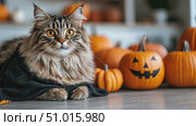 A fluffy cat lounges in a cozy environment surrounded by cheerful pumpkins, capturing the essence of Halloween festivities. Стоковое AI-видео, аниматор Данила Большаков / Фотобанк Лори