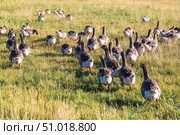 Domestic gray geese on a meadow. Gray Geese in the grass, domestic bird, flock of geese. Стоковое фото, фотограф Ольга Сейфутдинова / Фотобанк Лори