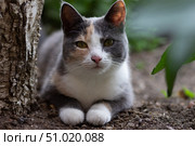 Кошка. Стоковое фото, фотограф Ксения Астафьева / Фотобанк Лори