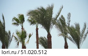 Palm trees in the wind by the sea on the beach. Стоковое видео, видеограф Igor Skripachev / Фотобанк Лори