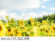 Поле подсолнухов. Стоковое фото, фотограф Илья Старков / Фотобанк Лори