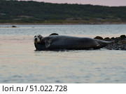 Морской заяц - лахтак. Стоковое фото, фотограф Яковлев Сергей / Фотобанк Лори