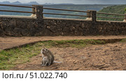 A pregnant macaca fascicularis sits on the ground, leaning on its paws. Big belly, fluffy beige fur, long tail. There are mountains behind the fence. Mauritius. Black River Gorges National Park (2024 год). Стоковое фото, фотограф Вера Ивановна Кубарева / Фотобанк Лори