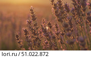 Lavender Field Sunset: Purple flowers softly illuminated by golden light in a field for serene beauty. Стоковое видео, видеограф svetograph / Фотобанк Лори