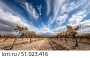 Parched vineyard with shriveled grapes and dusty vines. Water crisis and water shortage in summer during long drought is a global problem of drought on the planet. Стоковое AI-изображение, AI-художник ALLA YURTAYEVA / Фотобанк Лори