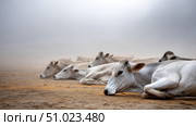 Cattle carcasses in dust-filled windstorm scene. Water crisis and water shortage in summer during long drought is a global problem of drought on the planet. Стоковое AI-изображение, AI-художник ALLA YURTAYEVA / Фотобанк Лори