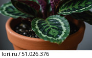 Close up of a green houseplant with patterned leaves in a terracotta pot with dark soil. Indoor plant for home decor. Стоковое AI-изображение, AI-художник Анжелика Самсонова / Фотобанк Лори