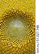 Sunflower seeds showing fibonacci sequence creating concentric circles. Стоковое AI-изображение, AI-художник Юрий Поздников / Фотобанк Лори